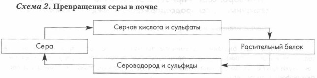 Сера В Природе Фото